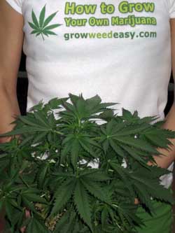 GrowWeedEasy.com에 의해 당신 자신의 것 대마초를 성장시키는 방법