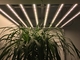 AC 277V High PPFD Greenhouse Grow Lights